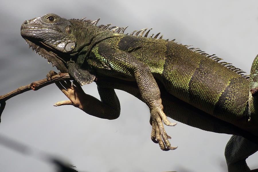 Lizard Photograph by Erik Tanghe - Fine Art America