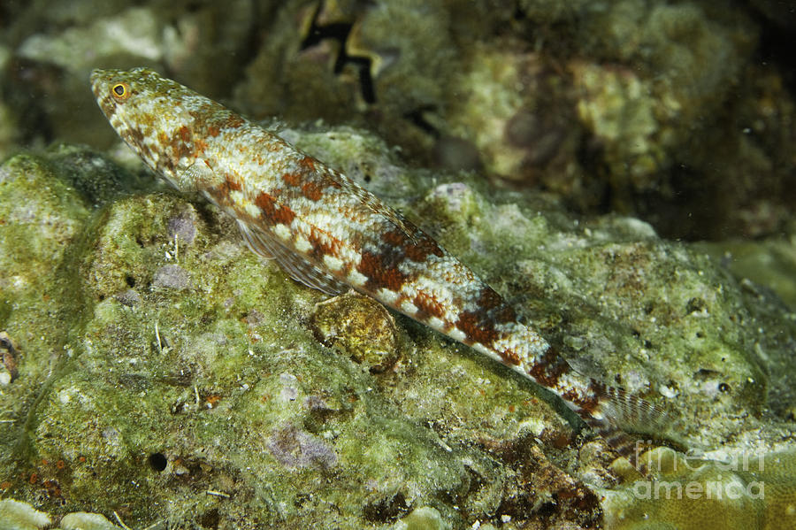 Lizard fish - Saurida species Photograph by Anthony Totah