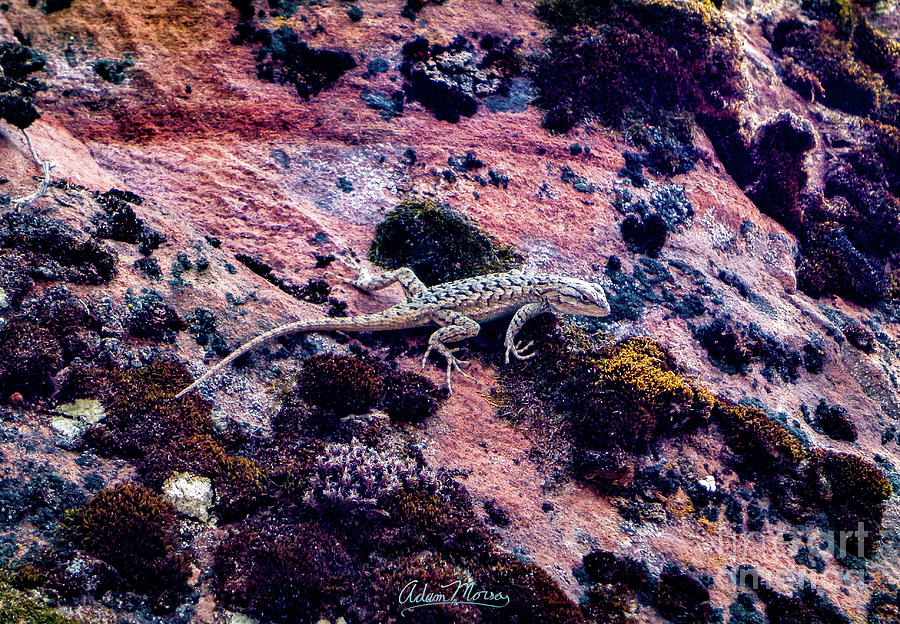 Lizard Glance Photograph by Adam Morsa