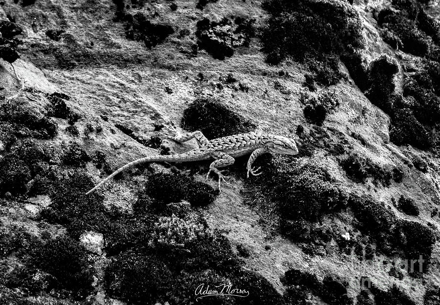 Lizard Glance, Black and White Photograph by Adam Morsa
