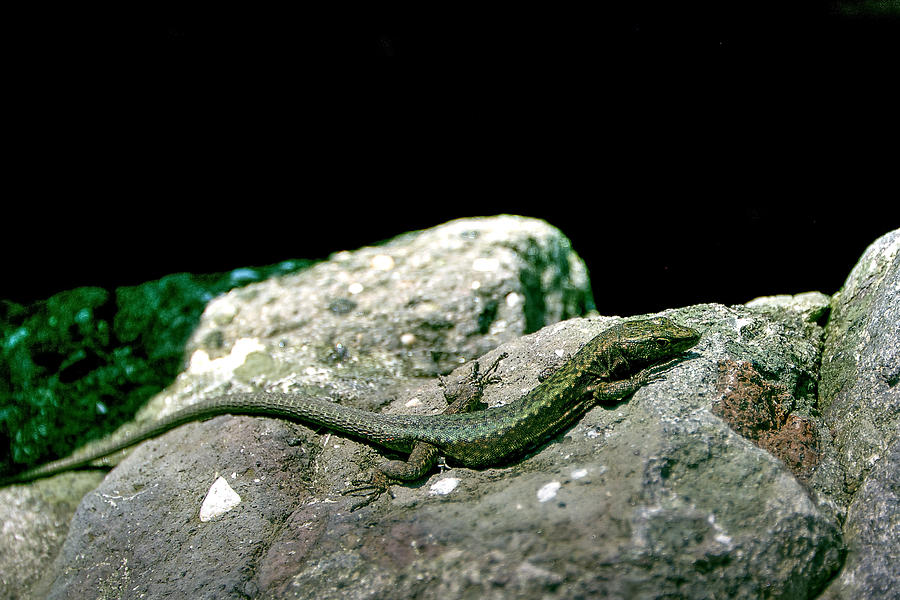 Lizard Photograph by Gouzel -