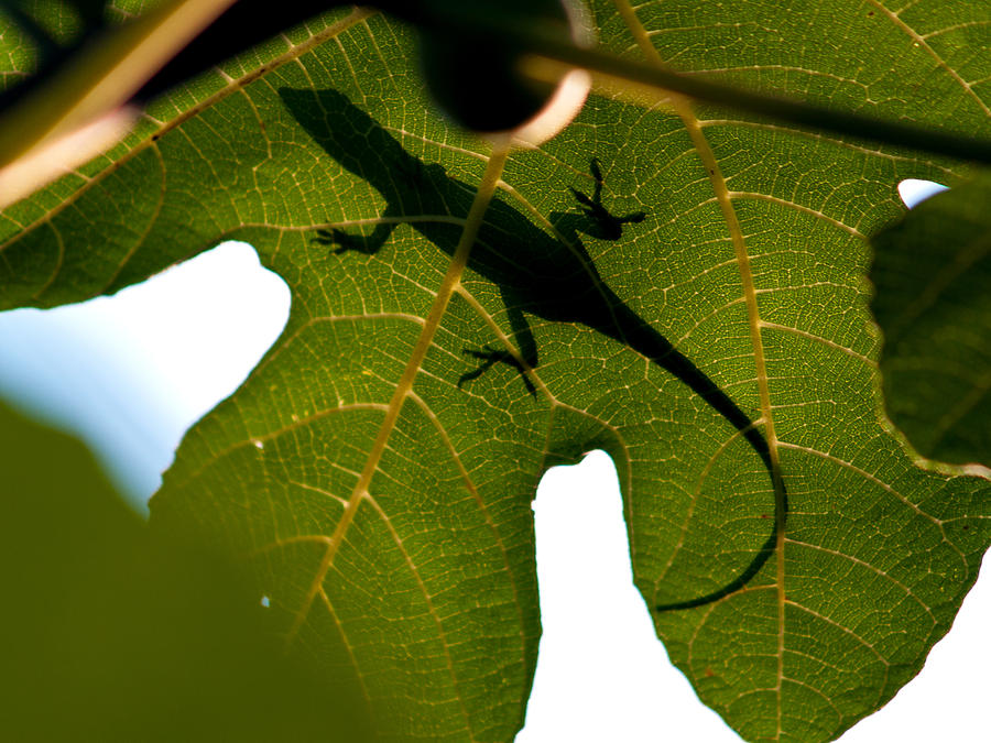 Tree Photograph - Lizard on a Fig Leaf by Charles Hite