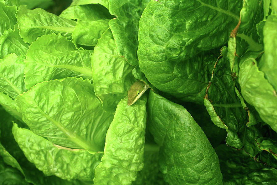 Lizard in Lettuce Photograph by Nia Kellogg Fine Art America
