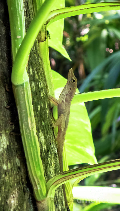 Lizard in Tree at Jewel Dunns River Beach Resort and Spa in Jamai Photograph by David Oppenheimer