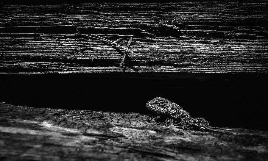 Lizard in Woodpile Photograph by Rick Mosher