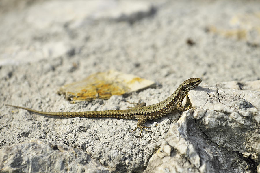 Lizard Photograph by Ivan Slosar