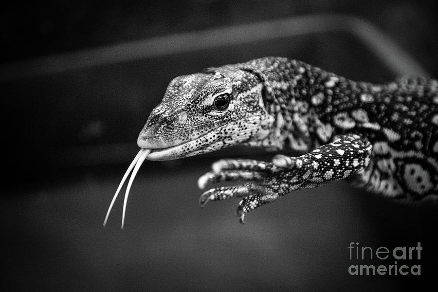 Lizard by Jim Gillen Lizard by Jim Gillen
