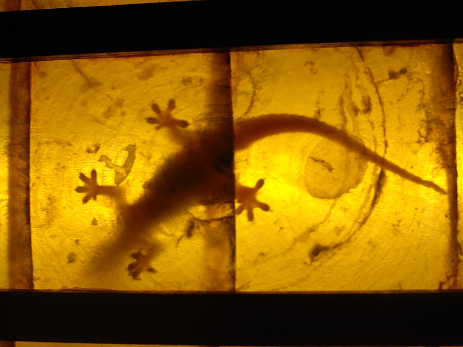 Lizard Light Photograph by Robert Cunningham - Fine Art America