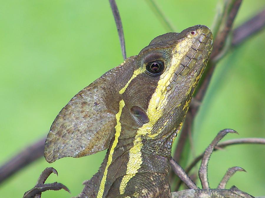 Reptile Photograph - Lizard Lookin at You by William Patterson