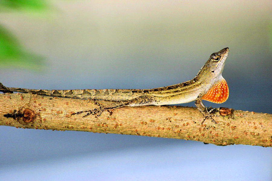 Lizard Looking for Love Photograph by Kristin Elmquist
