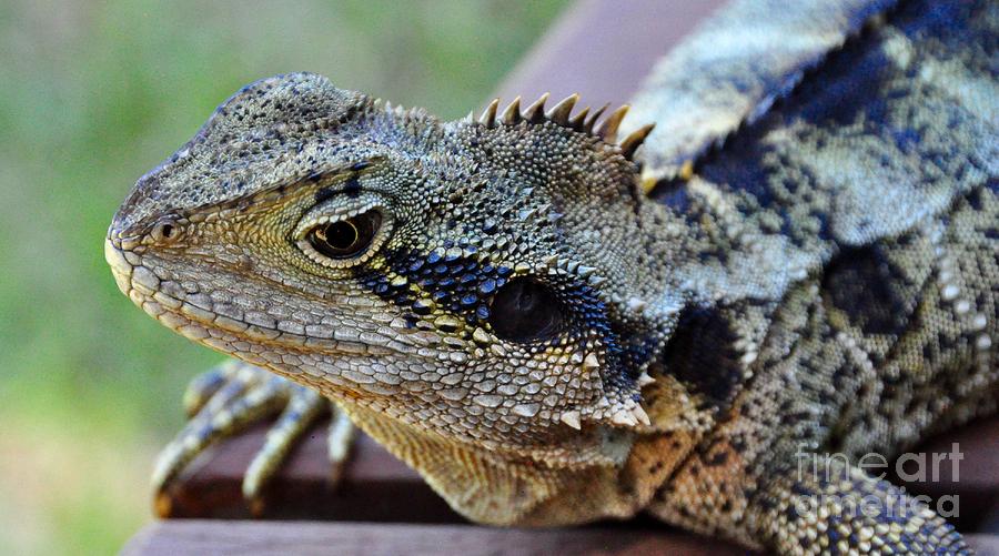 Lizard Looks Photograph by Csilla Florida