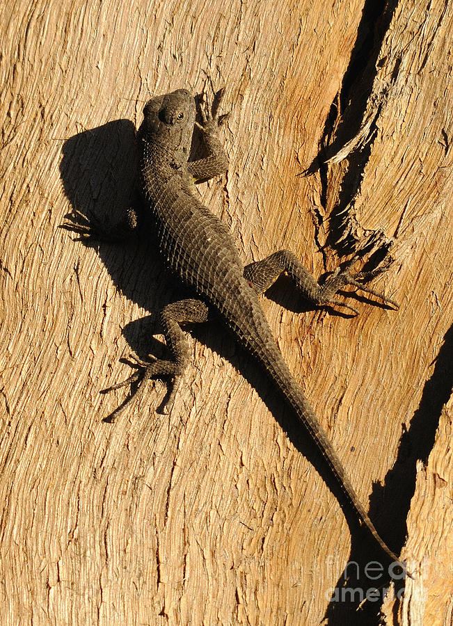 Lizard Photograph by Marc Bittan