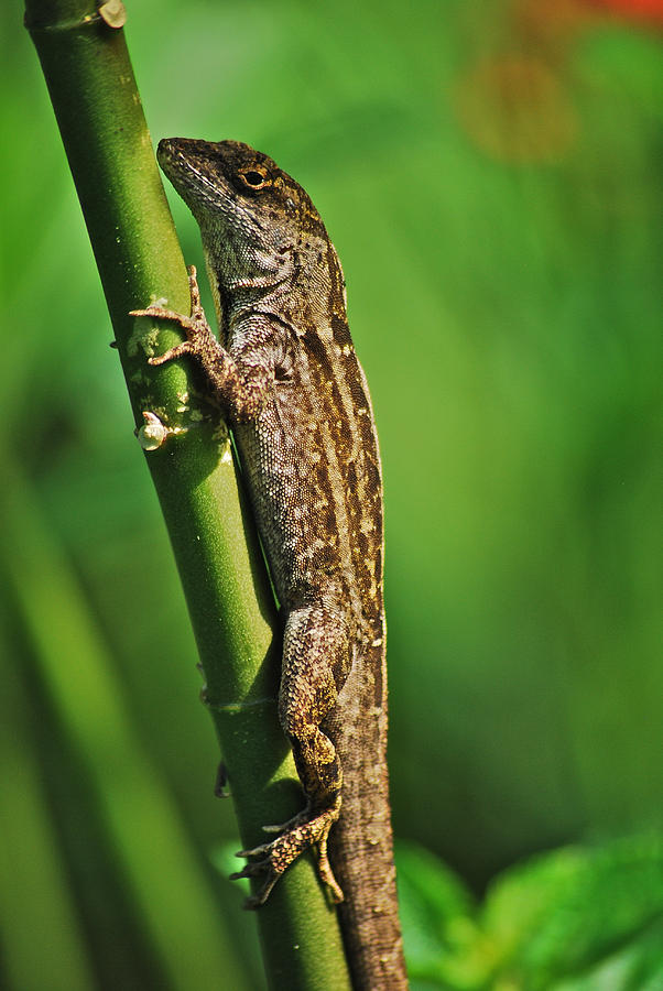 Lizard Photograph by Michael Peychich