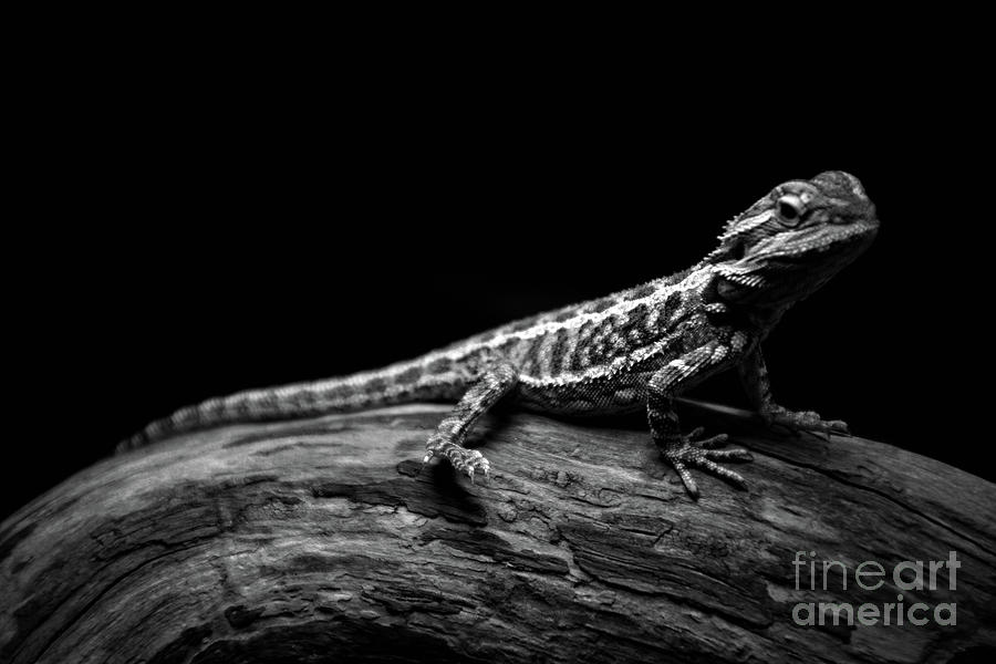 Lizard of the Dragon Photograph by FineArtRoyal Joshua Mimbs