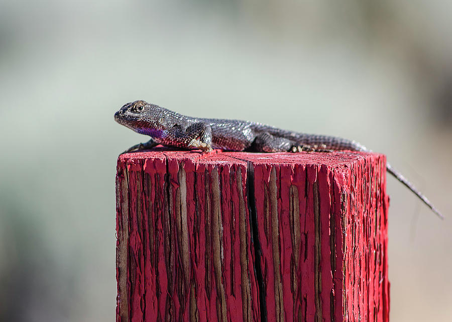 Lizard on a Red Post Photograph by Rick Mosher