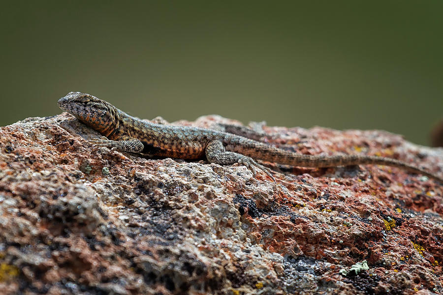 Lizard on a Rock Photograph by Belinda Greb