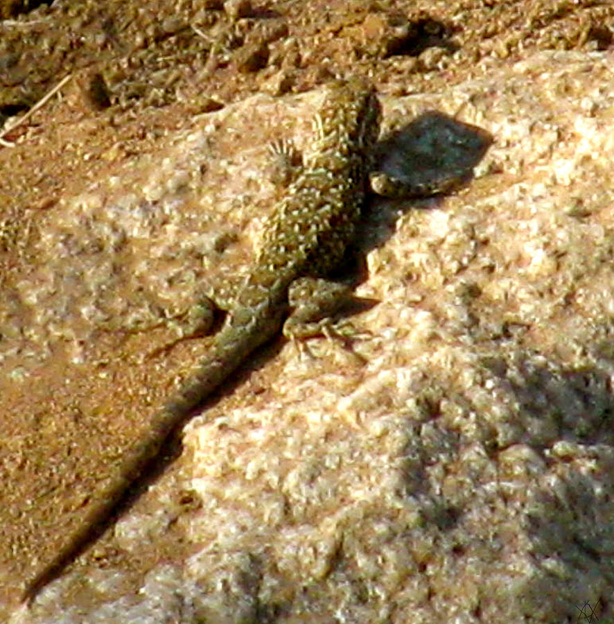 Lizard On A Rock Photograph by Debra Vatalaro - Fine Art America