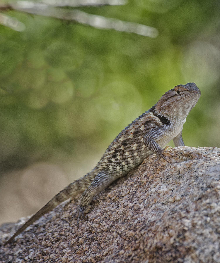 Lizard on a rock  Photograph by Ruth Jolly