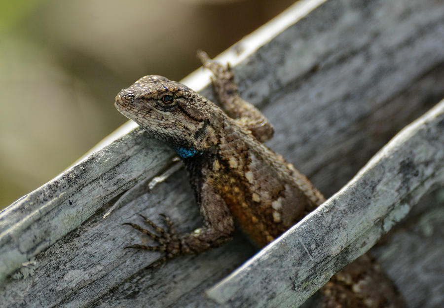 Lizard On A Wood Fence Shiloh Tennessee 052620156414 Photograph by