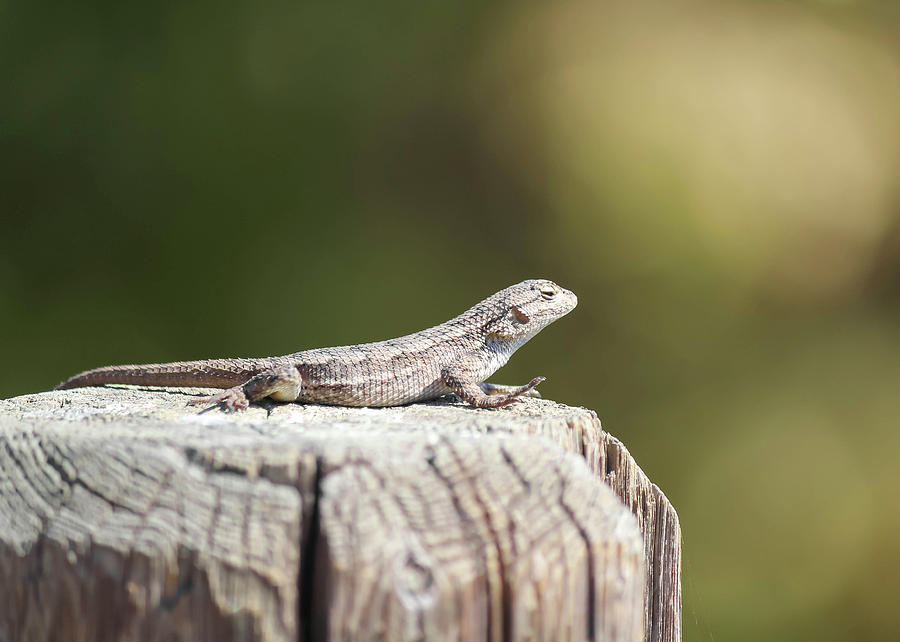 Lizard on Fence Post Photograph by Alison Frank