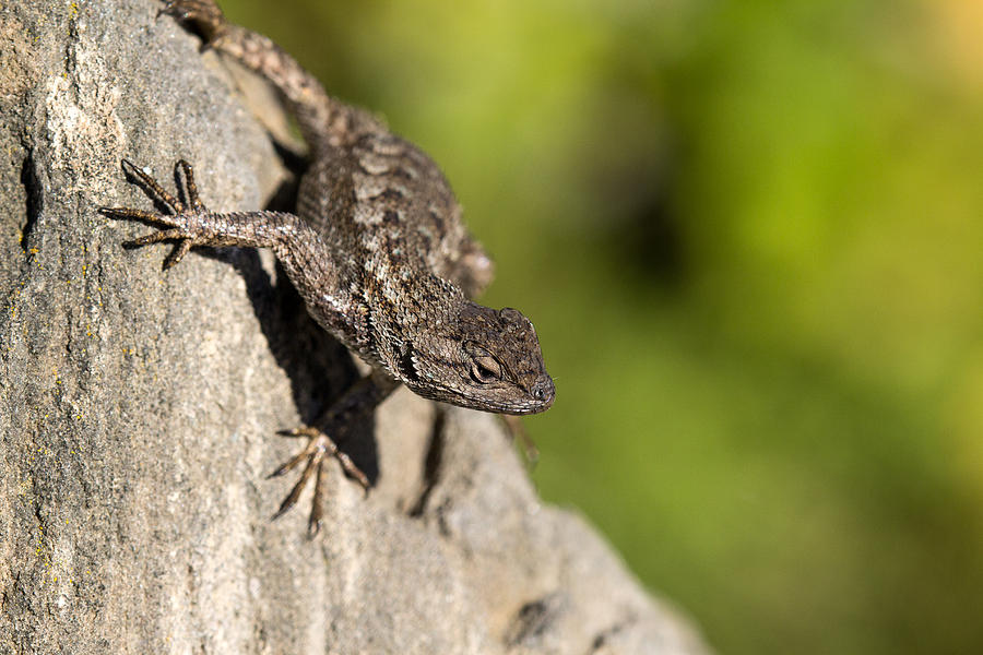 Lizard on Rock Photograph by Shawn Jeffries