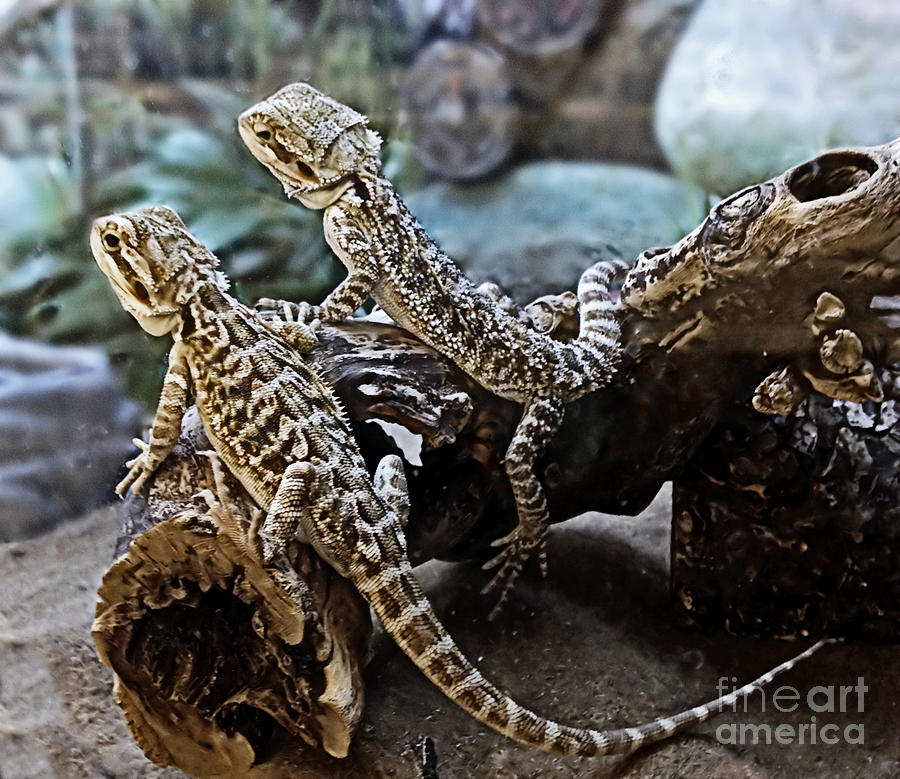 Pair Photograph - Lizard Pals by Catherine Melvin