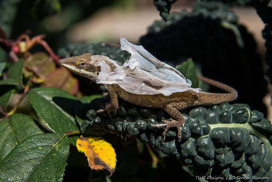 Lizard Peel Photograph by Teresa Blanton