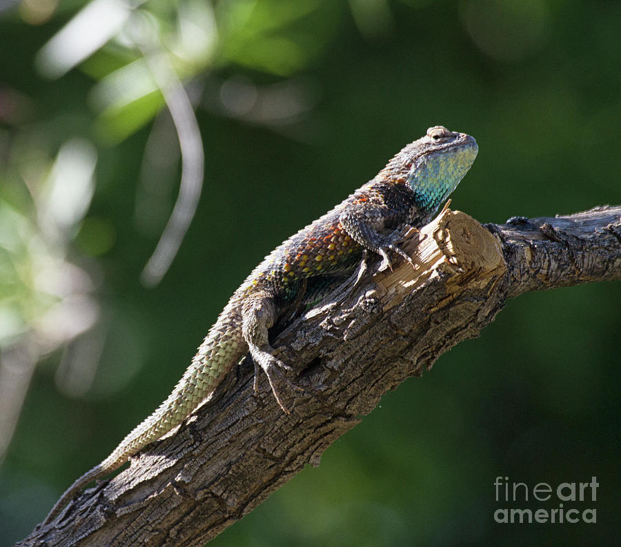 Lizard relaxin in the tree Photograph by Ruth Jolly