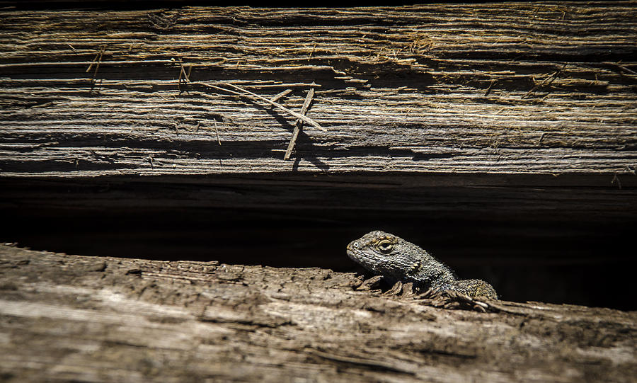 Lizard Photograph by Rick Mosher