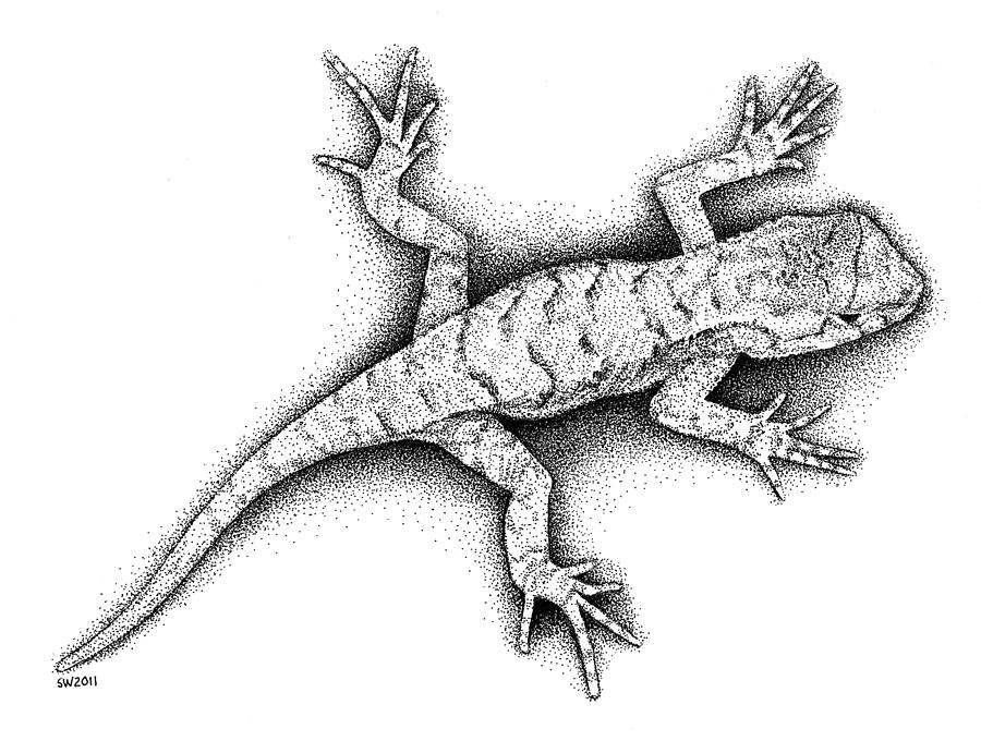 Lizard Drawing by Scott Woyak