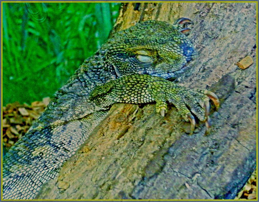 Lizard Snoozing Photograph by Mindy Newman