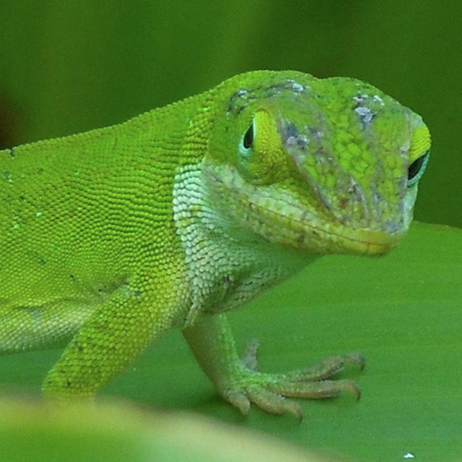 Amphibians Photograph - Lizard With Attitude!
what Are You by Cheray Dillon