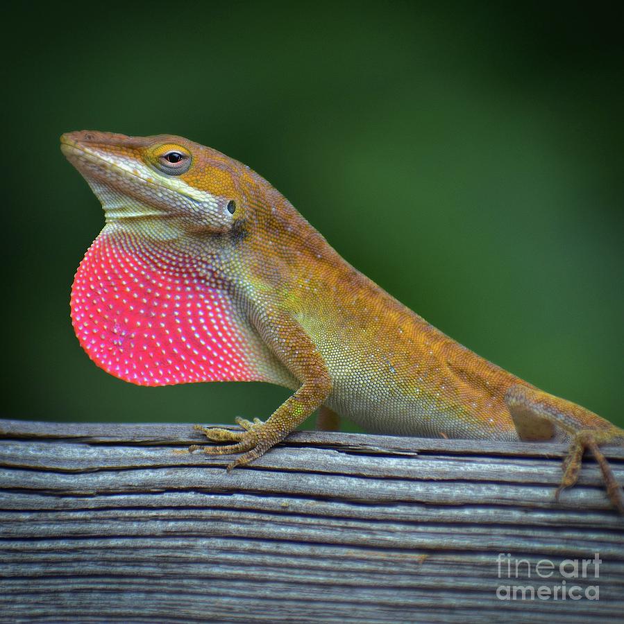 Animal Photograph - Lizardry by Skip Willits