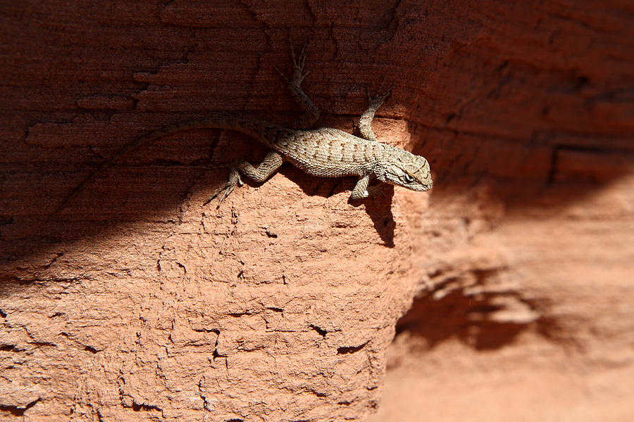 Lizzard in Canyonlands Photograph by Pierre Leclerc Photography