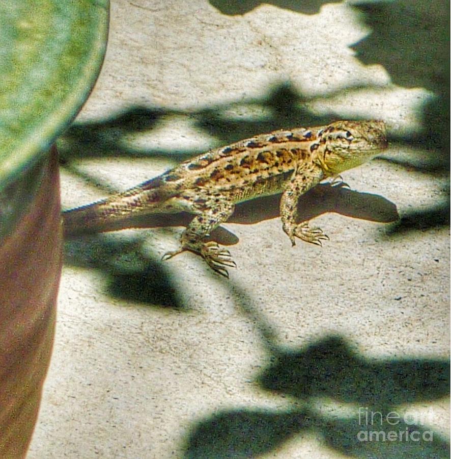 Lizzie Lizard Stance Photograph by Susan Garren