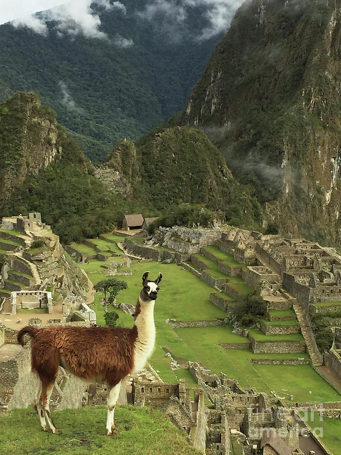 Llama at Machu Picchu  Photograph by Amy Sorvillo