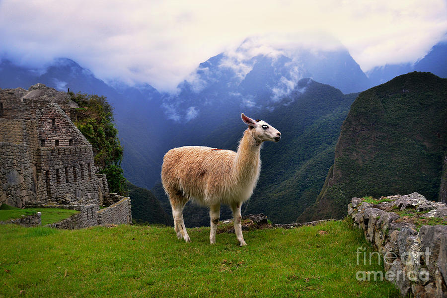 Llama At Machu Picchu Photograph