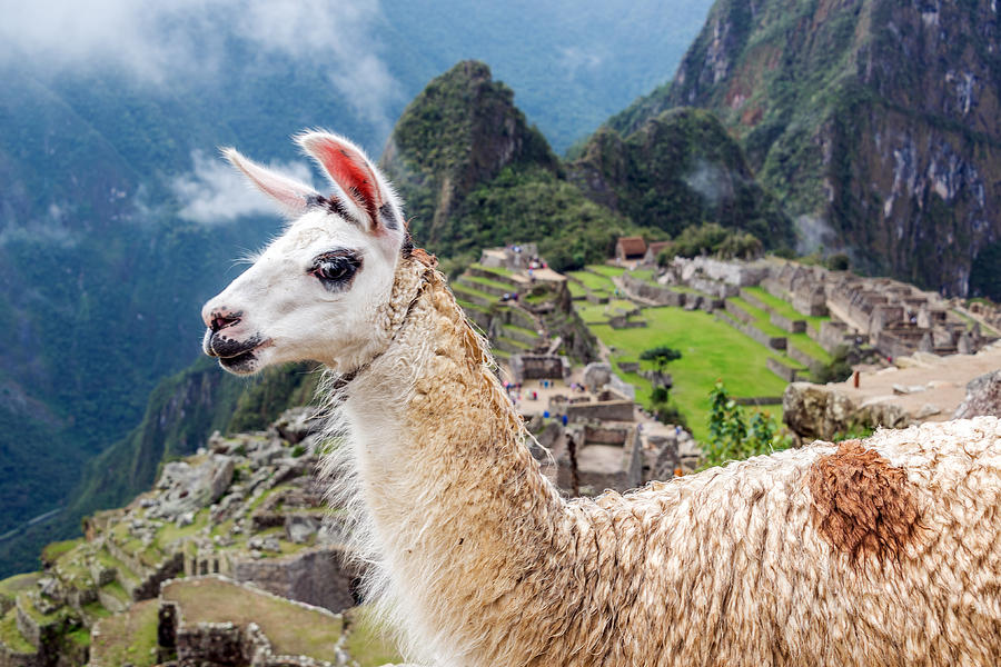 Llama at Machu Picchu Photograph by Jess Kraft