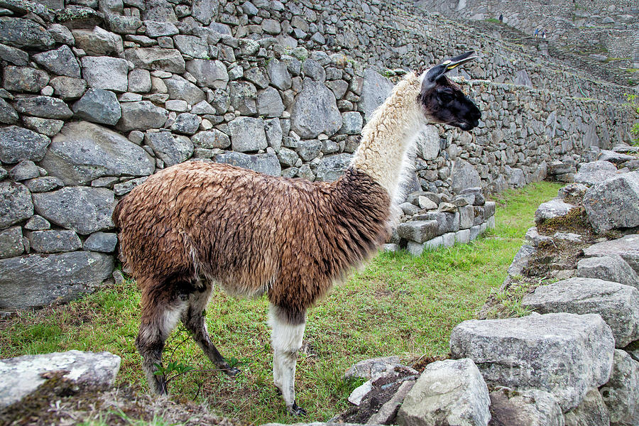 Llama At Machu Picchu Photograph by Timothy Hacker