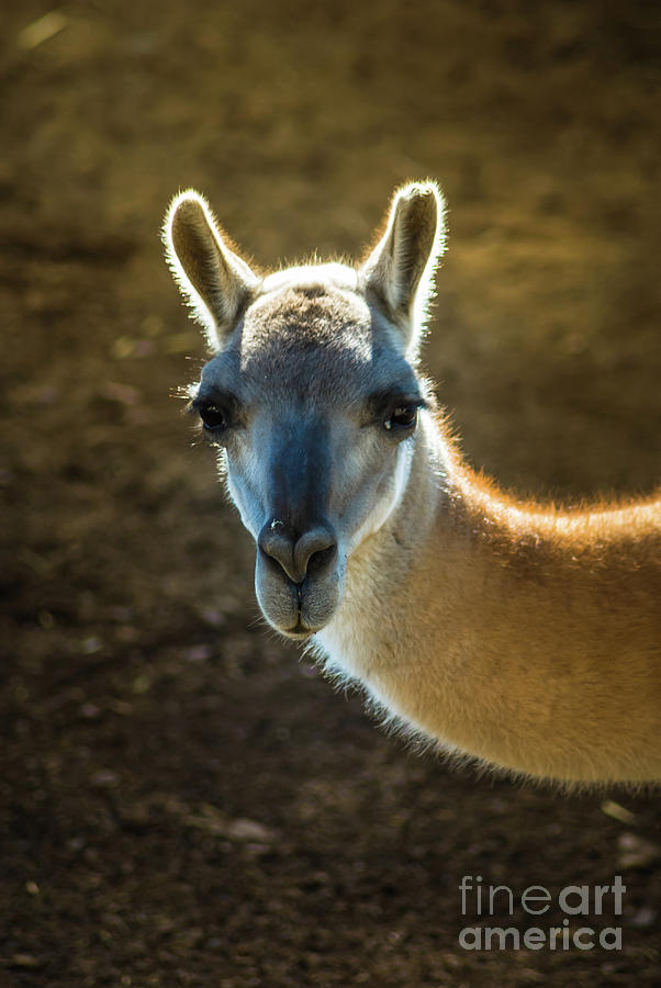 Llama Photograph by Blake Webster