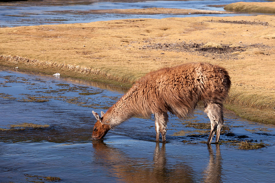Llama Drinking In River Photograph