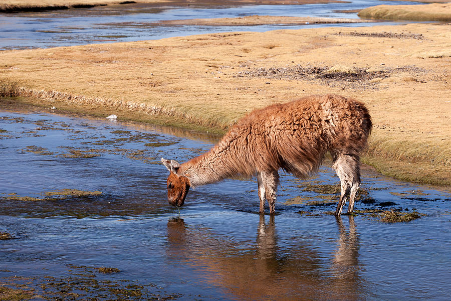 Llama Drinking in Water Photograph by Aivar Mikko