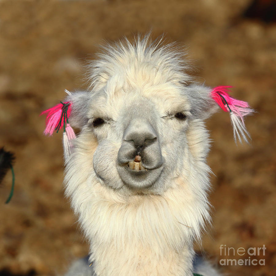 Wildlife Photograph - Llama Happiness by James Brunker