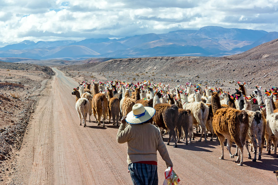 Nature Photograph - Llama Herd on Road by Jess Kraft