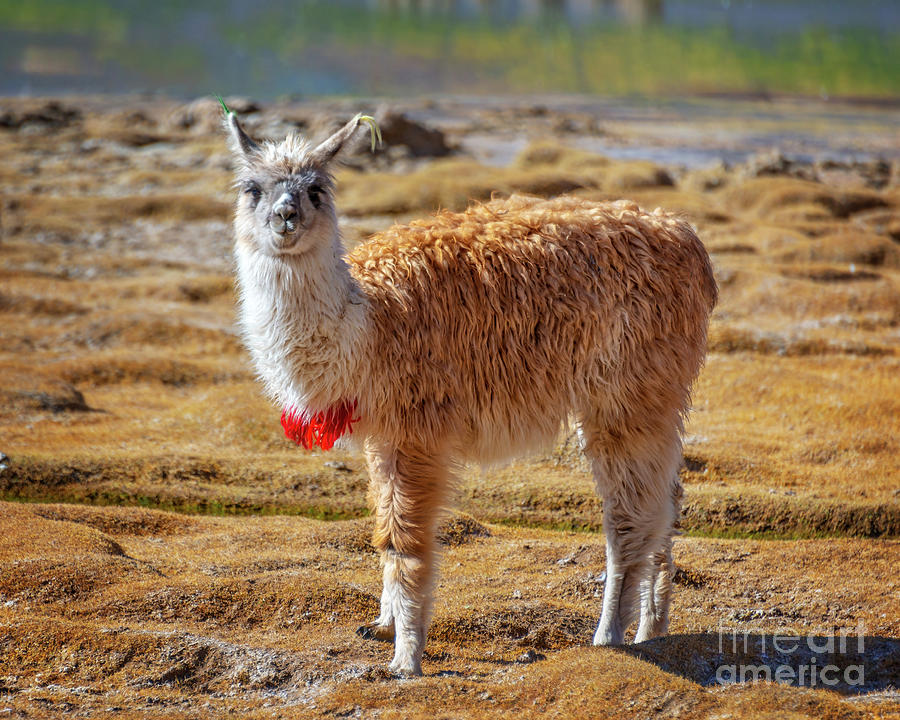 Wildlife Photograph - Llama in Bolivia by Delphimages Photo Creations