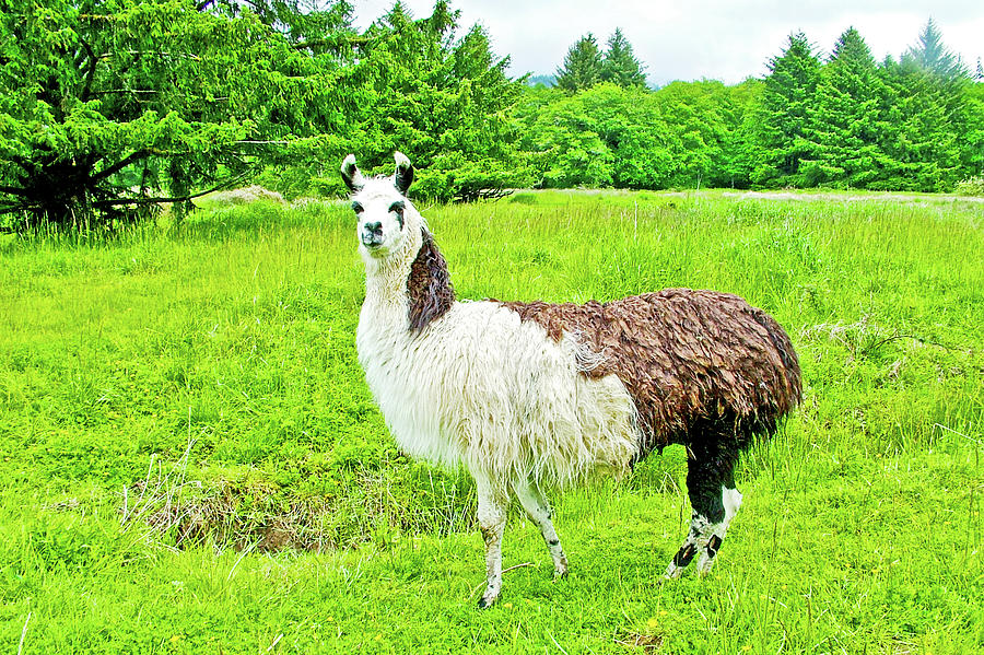 Llama in Chiinook Bend RV Park, Oregon Photograph by Ruth Hager