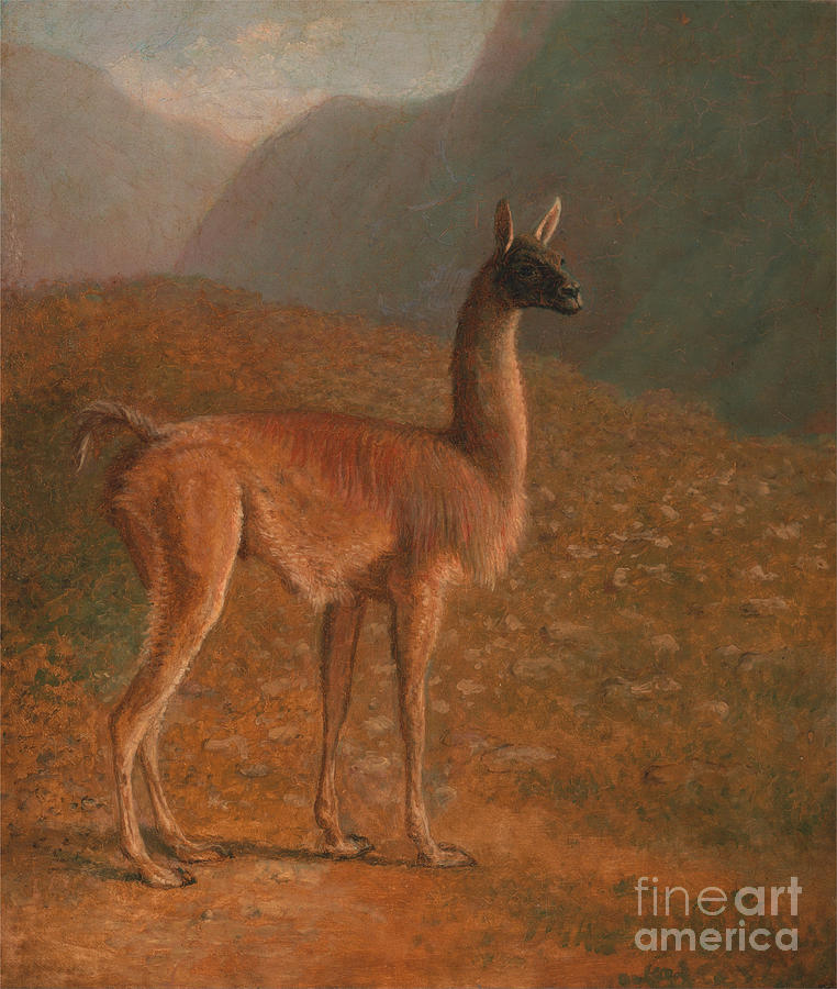 Jacques Laurent Agasse Painting - Llama by Celestial Images