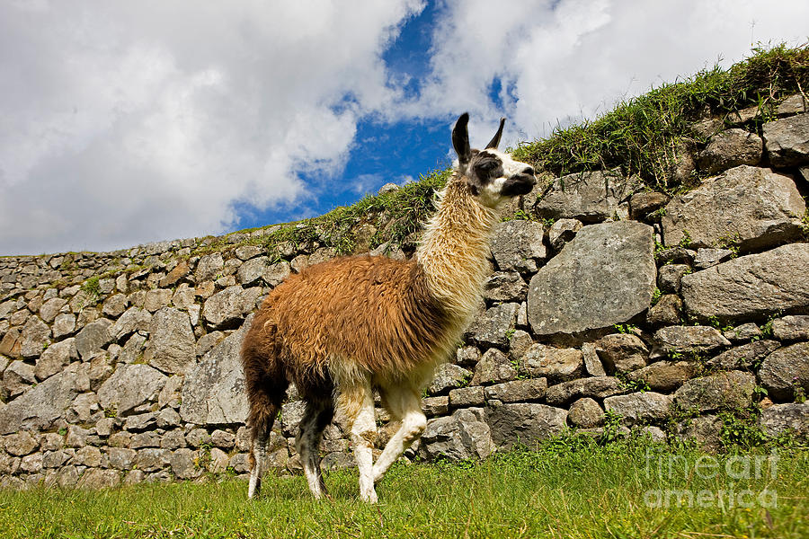 Llama Lama Glama Photograph by Gerard Lacz