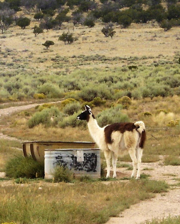Llama Land Photograph by Mary Rogers