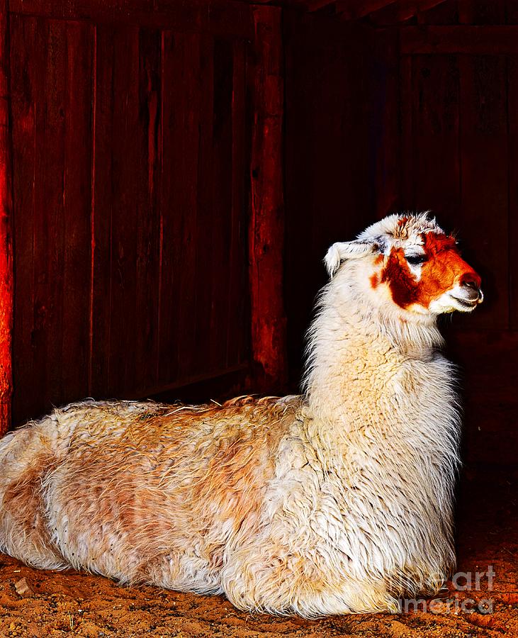 Llama Llama in a Manger Photograph by Becky Kurth